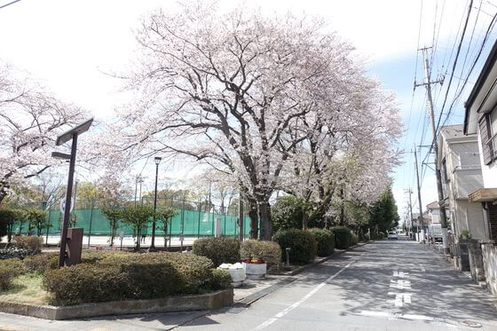 富士見公園 羽村 桜並木