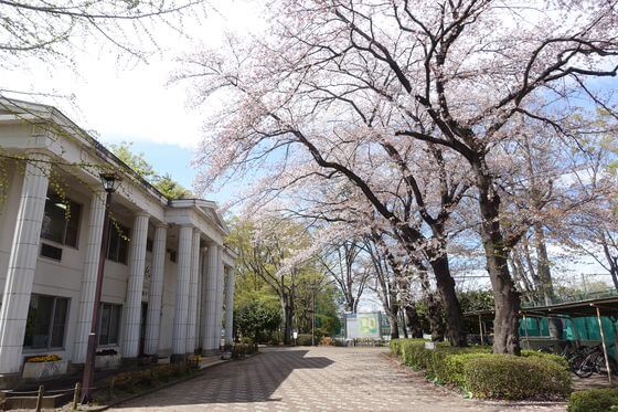富士見公園クラブハウス 桜