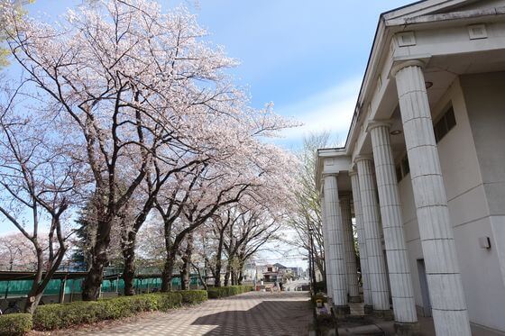 羽村 富士見公園 桜