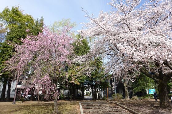 富士見公園 羽村 しだれ桜