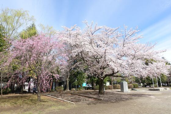 富士見公園 羽村 桜
