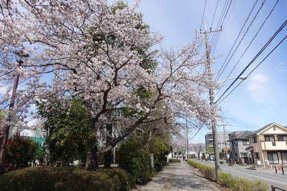 富士見公園 羽村 テニスコート 桜