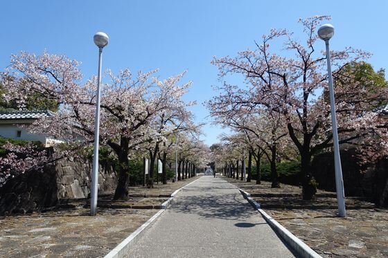 深谷城址公園 桜並木