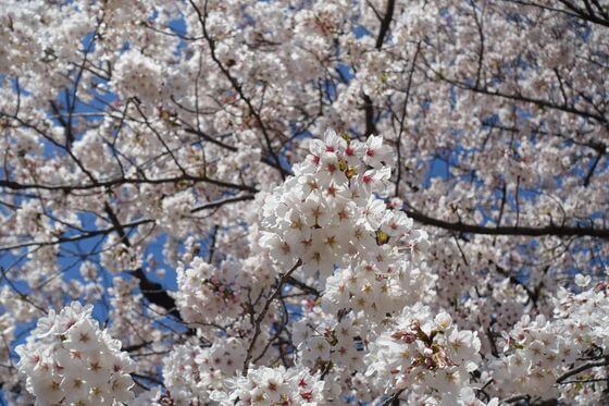 深谷グリーンパーク 桜 開花状況
