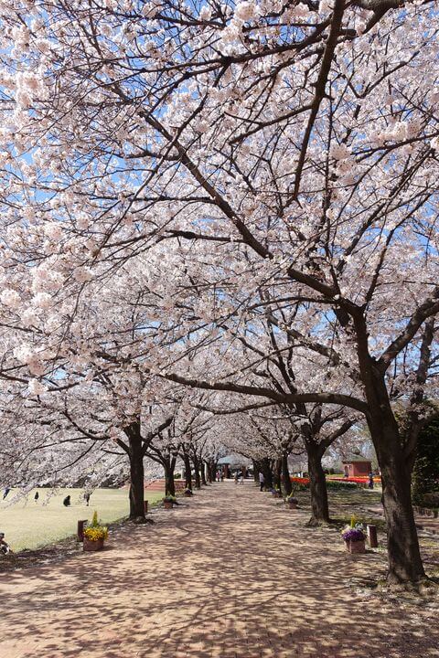深谷グリーンパーク 桜並木