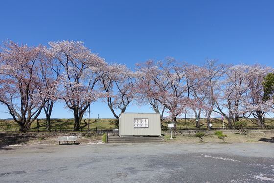 明神下公園 桜まつり