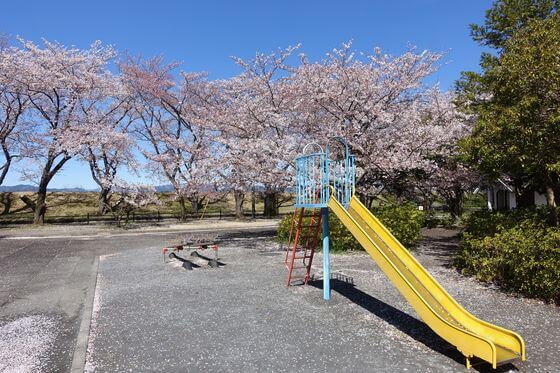 明神下公園 桜