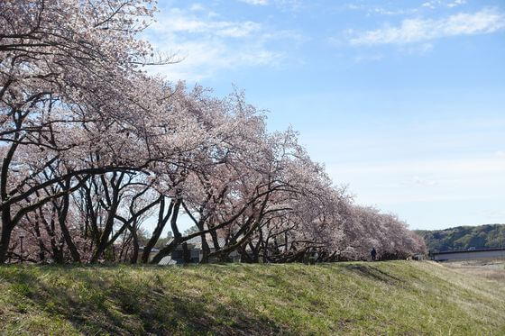 多摩川堤防沿い 桜