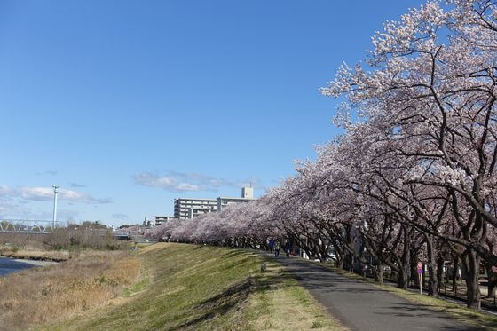 福生多摩川 桜