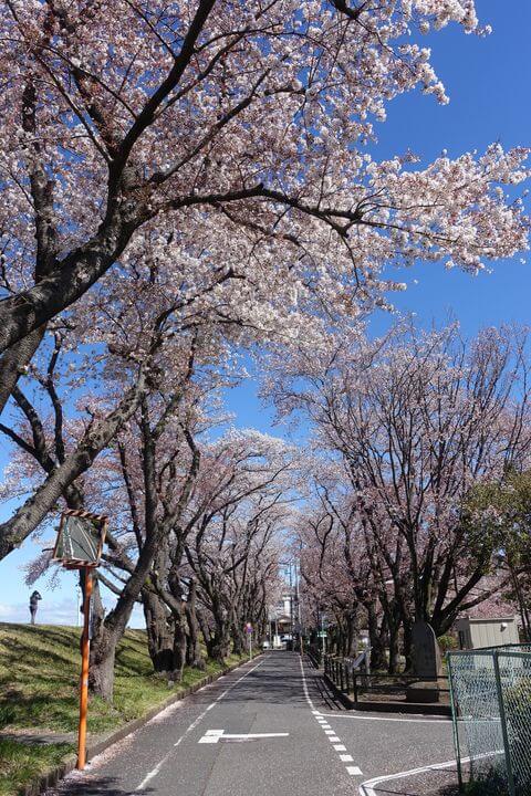 多摩川堤防沿い 桜並木