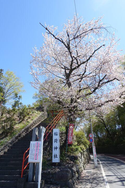 稲荷神社 羽村 桜