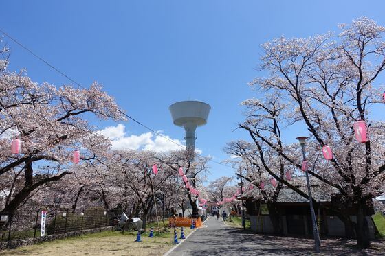 羽村市 桜