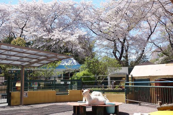 羽村市動物公園 桜