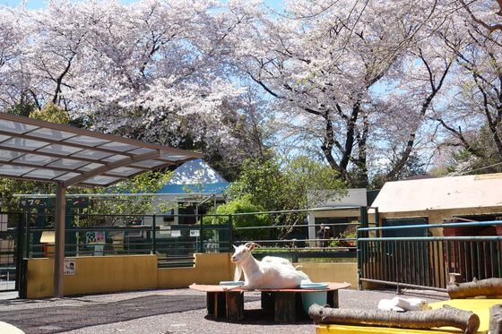 羽村市動物公園 ヤギ 桜