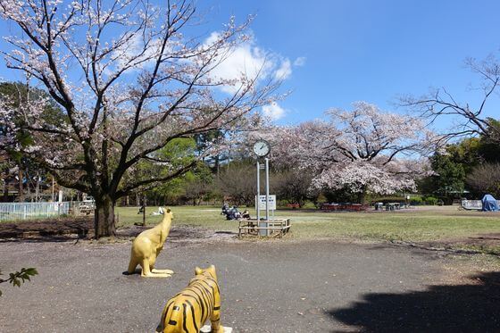 羽村市動物公園 芝生広場 桜
