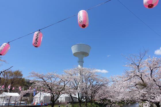 羽村堰 桜 ライトアップ
