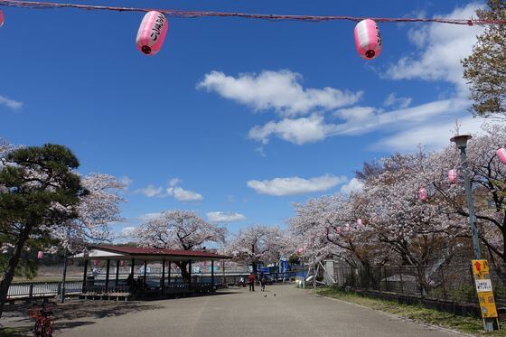 羽村 桜祭り