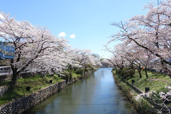 羽村橋 桜