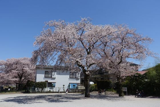 原ふれあい広場 桜