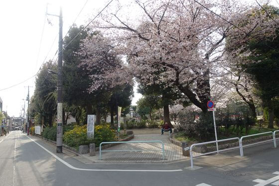 平和公園 板橋 桜