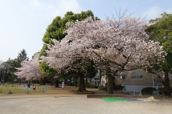 板橋区平和公園の桜 21年の見頃と常盤台桜まつりは お花見スポット 歩いてみたブログ