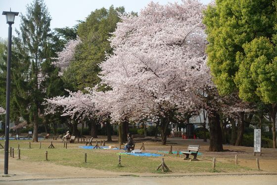 板橋区平和公園 桜 本数
