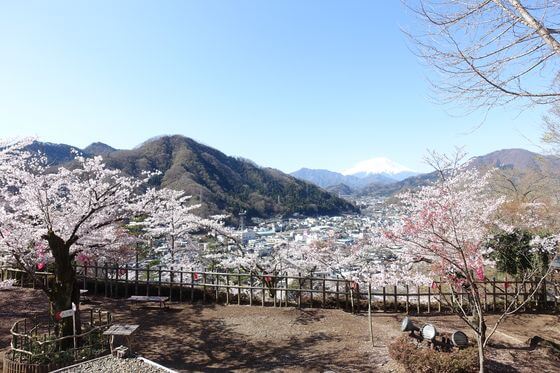 岩殿山の桜 21年の見頃と開花状況は 大月さくら祭りは 山梨県のお花見スポット 歩いてみたブログ