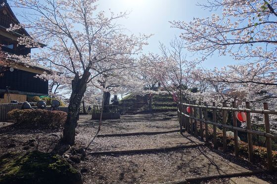 岩殿山丸山公園 桜