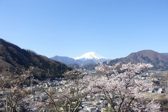 岩殿山 富士山 桜