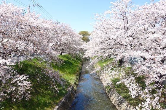 唐沢川の桜堤 21年の見頃と開花状況は ふかや桜まつりは 埼玉県深谷市 歩いてみたブログ