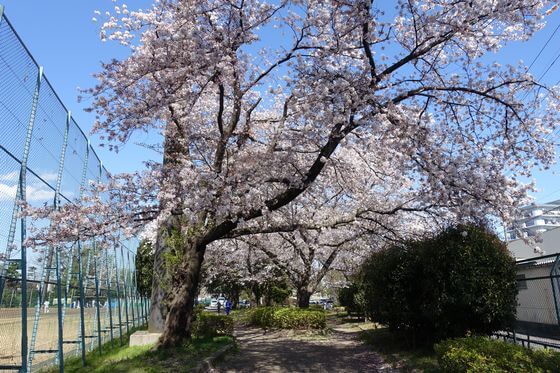北野公園 桜