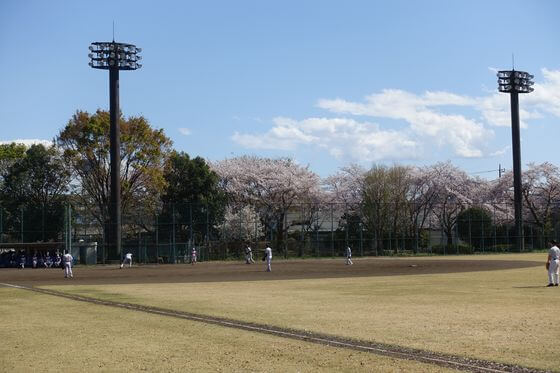 北野公園 野球場 桜