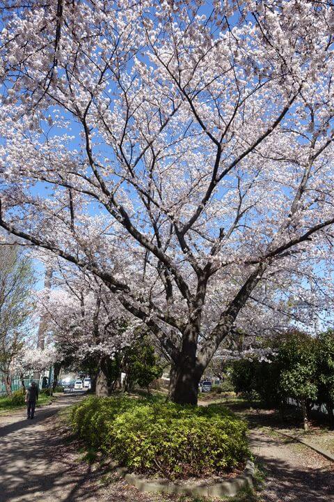 北野公園 桜並木