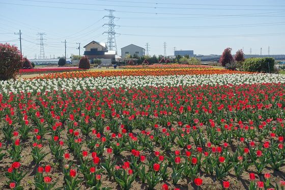花のオアシスのチューリップ 22年の見頃と開花状況は アクセス方法や駐車場 埼玉県鴻巣市 歩いてみたブログ