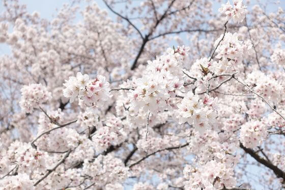 前野公園 桜 満開