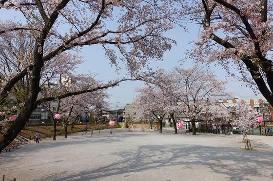 板橋区 前野公園 桜