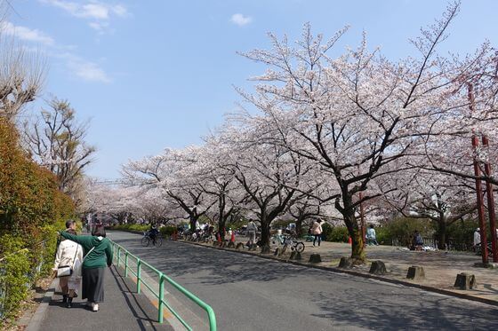 練馬高野台 桜並木