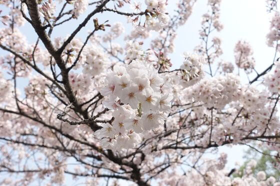 見次公園 桜 開花状況