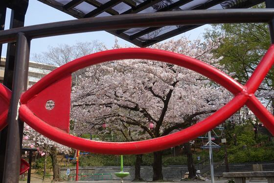見次公園 桜 満開