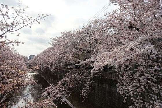 中板橋 桜並木