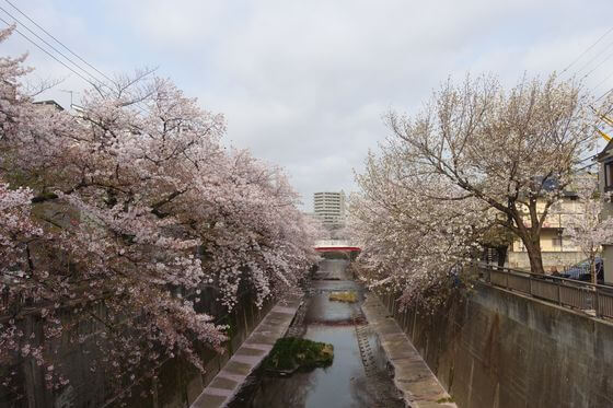 板橋十景 石神井川の桜並木