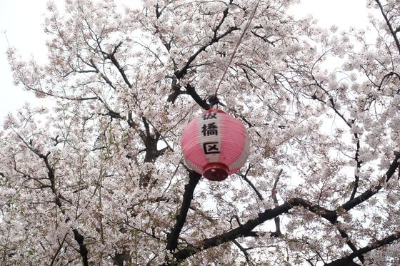 中板橋 桜 ライトアップ