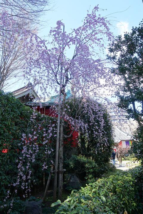 南蔵院 板橋 枝垂れ桜