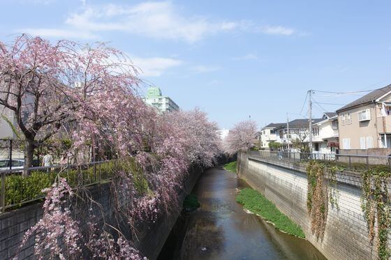 富士見橋 高野台 桜