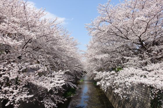 練馬高野台 桜