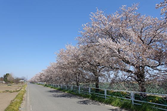 西川 深谷 桜並木