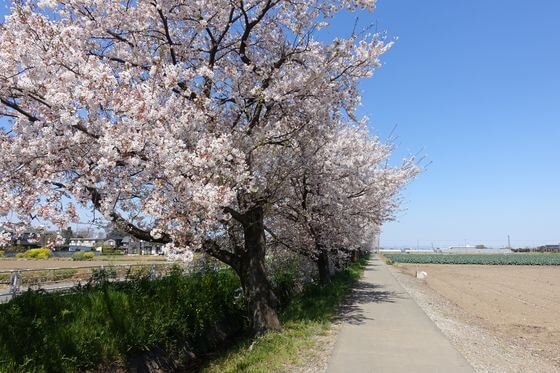 西川沿いの桜並木 見頃