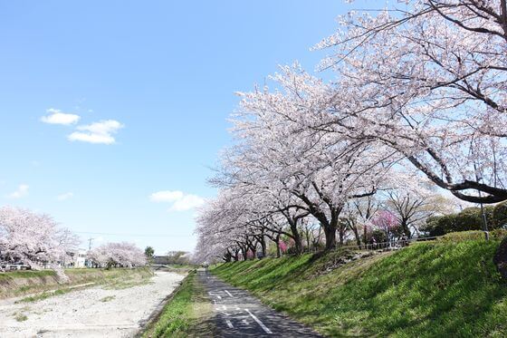南浅川 桜