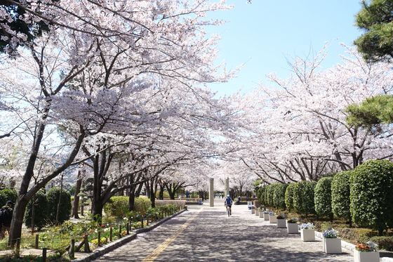 陵南公園 桜