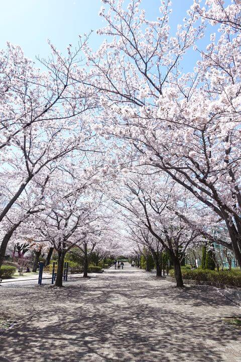 陵南公園 桜並木